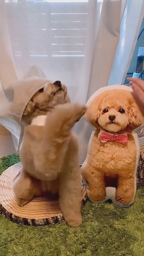 カーテンかぶりのしーちゃん