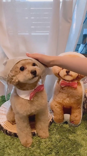 カーテンかぶりのしーちゃん