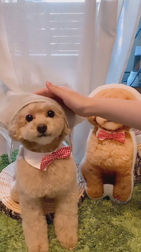 カーテンかぶりのしーちゃん