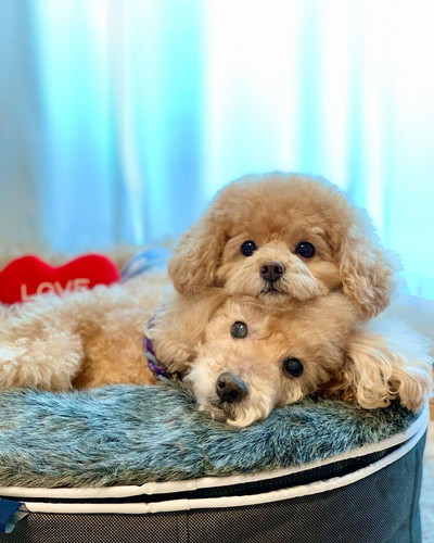 マロンくんとシフォンちゃん