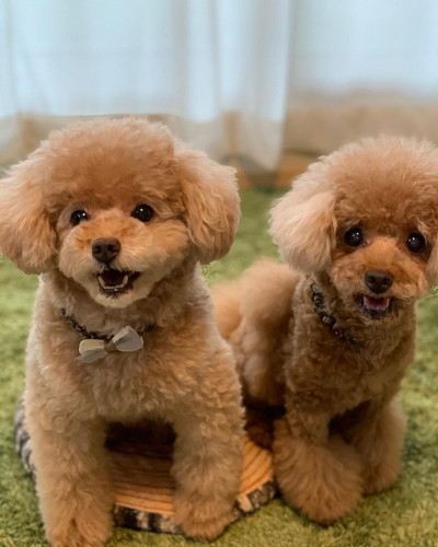 シフォンちゃんとマフィンちゃん