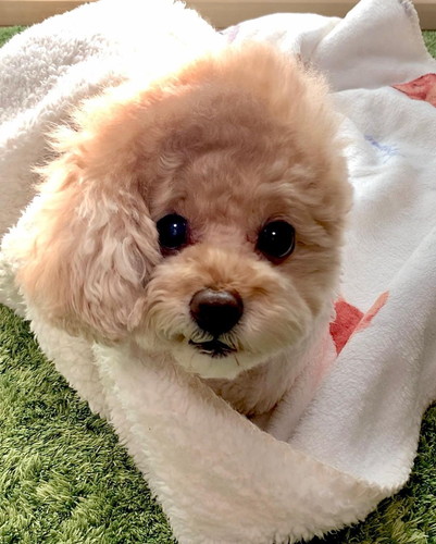 シフォンちゃん