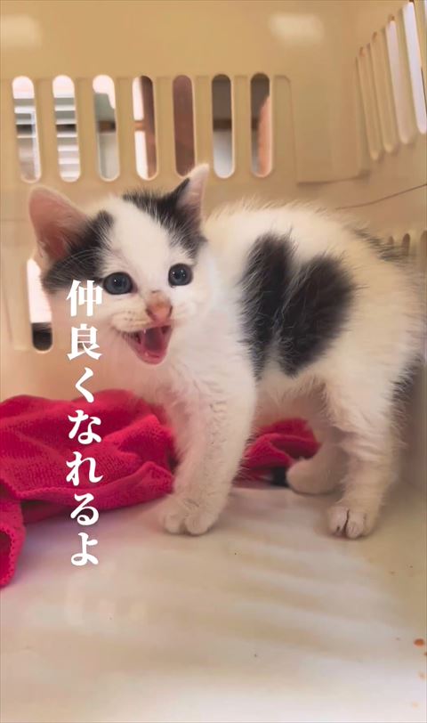 仲良くなれるよテロップと保護子猫