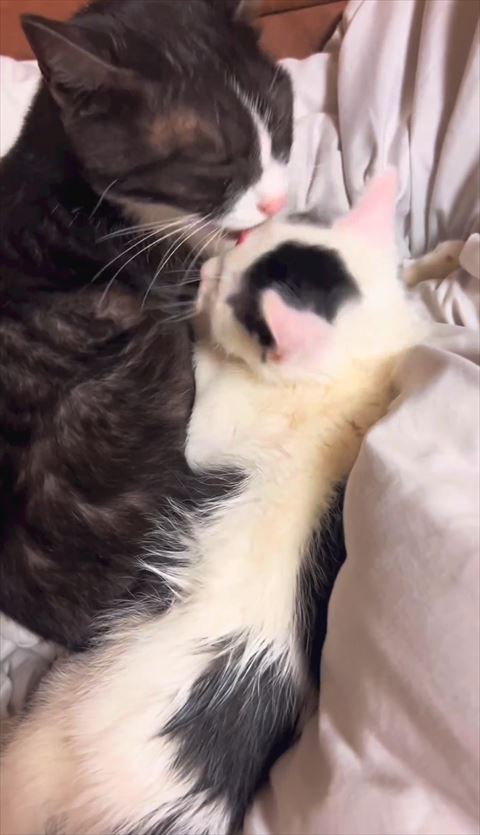 子猫のおでこグルーミング