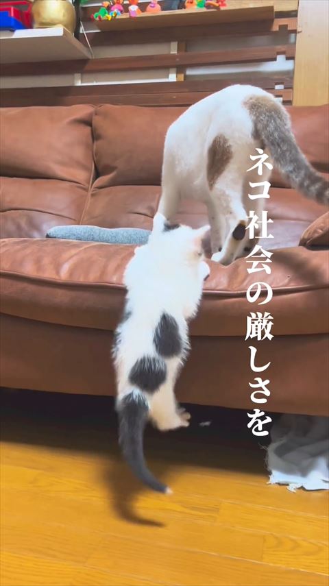 猫社会の厳しさをテロップと保護子猫