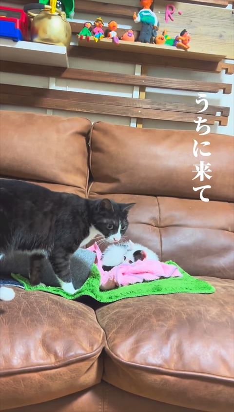 うちに来てテロップと保護子猫