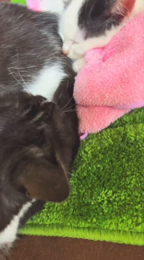 寝てる子猫のアップ画像