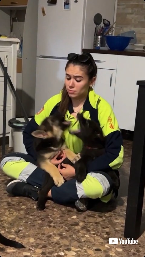 吠え合う2匹の犬たち