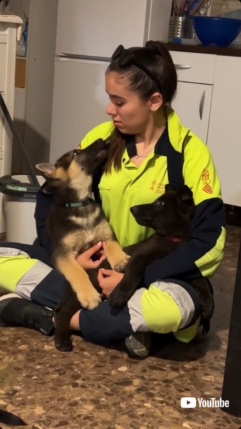 飼い主の気を引こうとアピールする犬