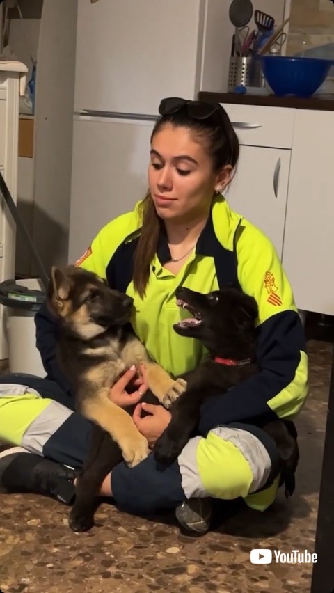 けん制し合う犬たち