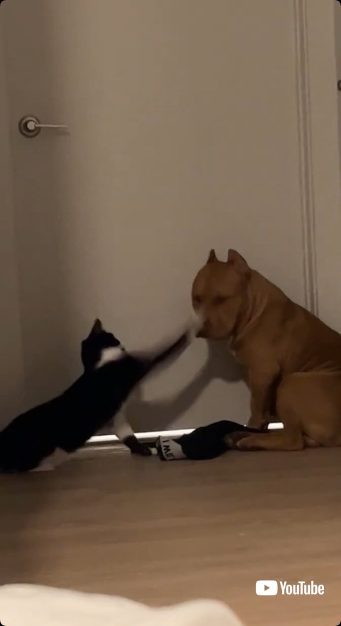 猫パンチを食らう犬