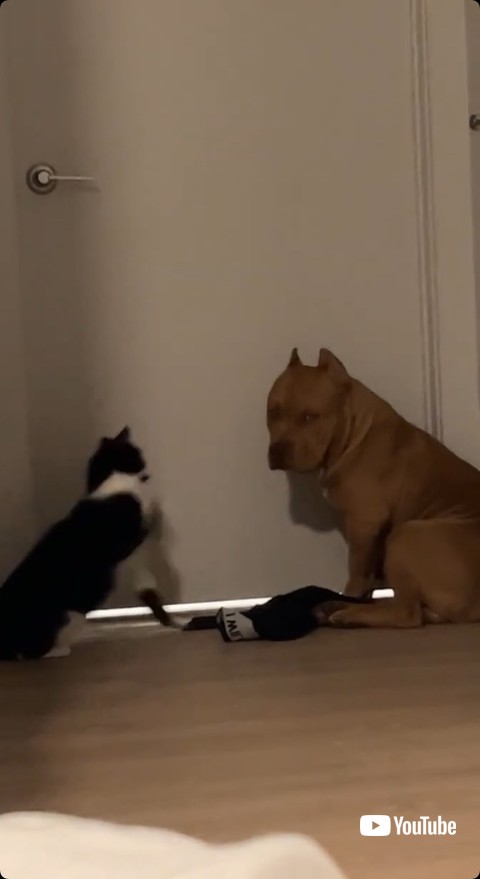 しょんぼりする犬