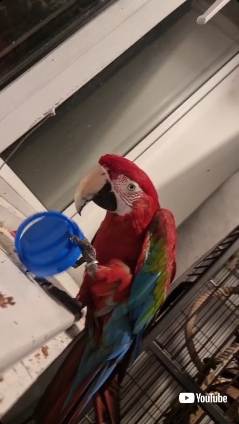 フタをつかむコンゴウインコ