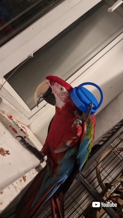 帽子というコンゴウインコ