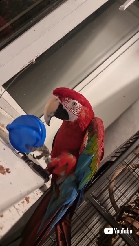 つかむコンゴウインコ