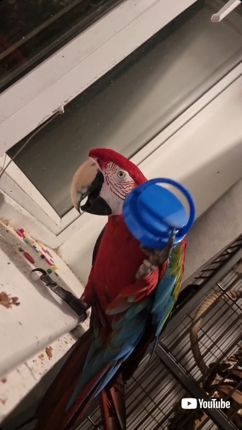 はっきり言うコンゴウインコ