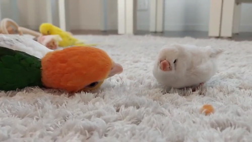 きなこむすび丸を見る