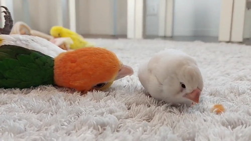 むすび丸何か見つける