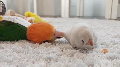 むすび丸にタッチ