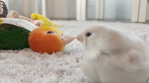 きなことむすび丸