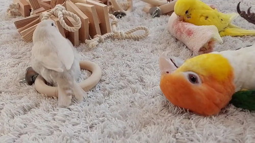 うしろにきみちゃん