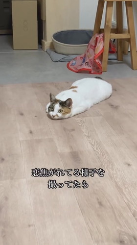 隠し撮り猫