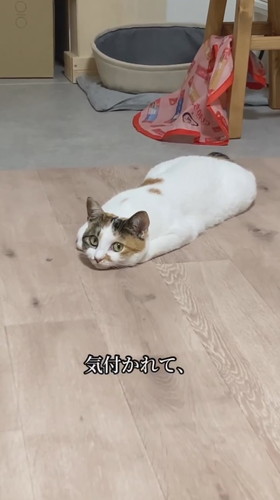 ツチノコ心福ちゃん