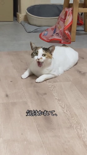 ツチノコ心福ちゃん