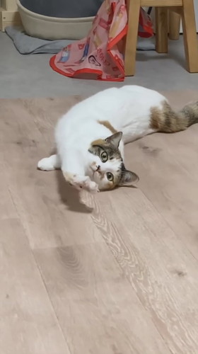 ツチノコ心福ちゃん