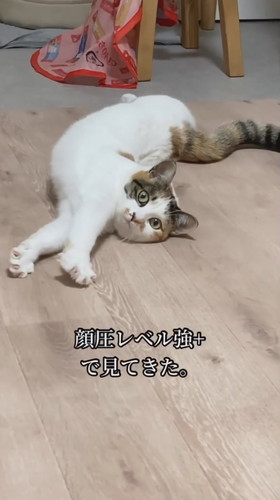 ツチノコ心福ちゃん