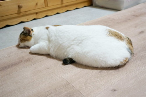 心福ちゃん