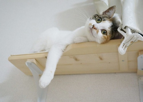 心福ちゃん