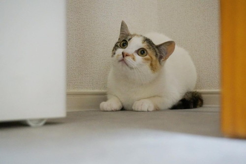 心福ちゃん