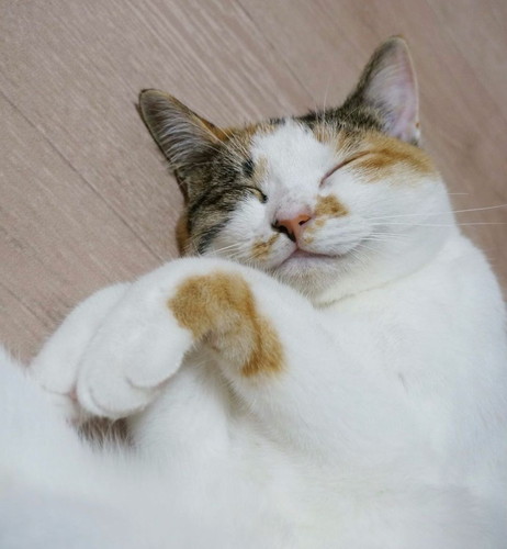 心福ちゃん