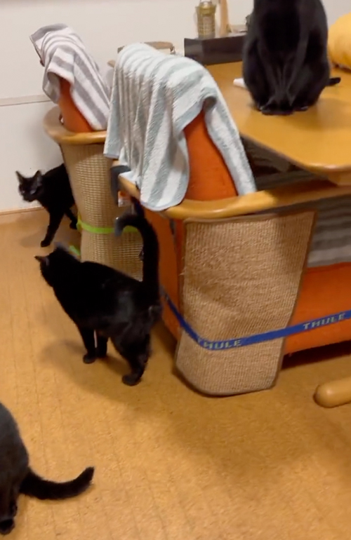 たくさんの黒猫がウロウロ