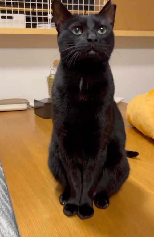 たくさんの黒猫がウロウロ