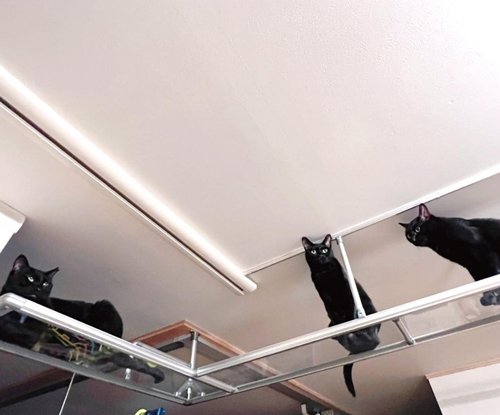 キャットウォーク