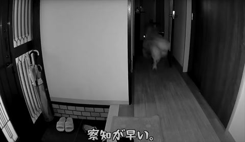 察知が早いテロップ