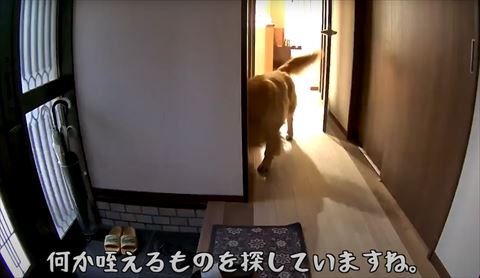 くわえるものを探してますテロップ