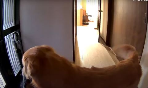 スリッパくわえてドアの前