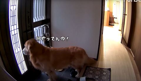 何やってんのテロップとゴールデン