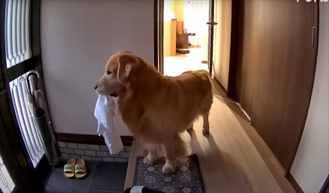 タオルくわえるワンコ