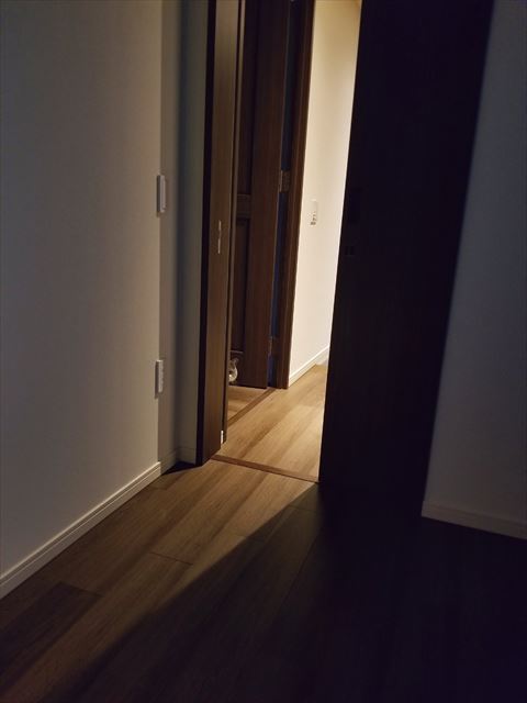 のぞいてる猫ちゃん