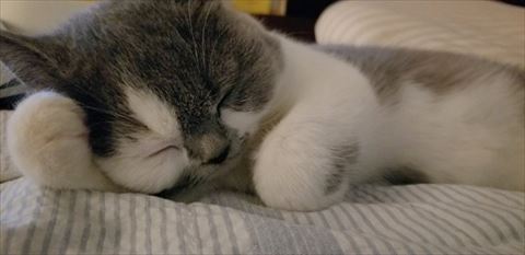 頭かかえて寝る猫