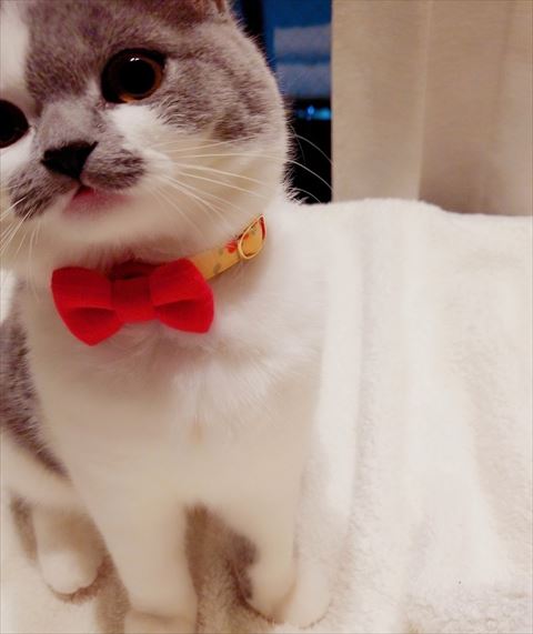 リボンつけてる猫