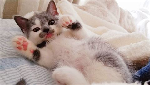 お腹みせてる子猫