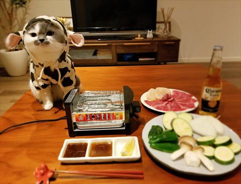 牛の着ぐるみ猫