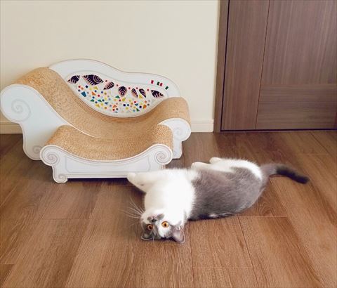 爪とぎと寝転ぶ猫ちゃん