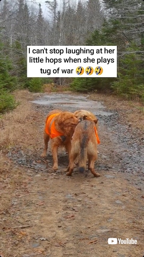 棒を引っ張る大型犬