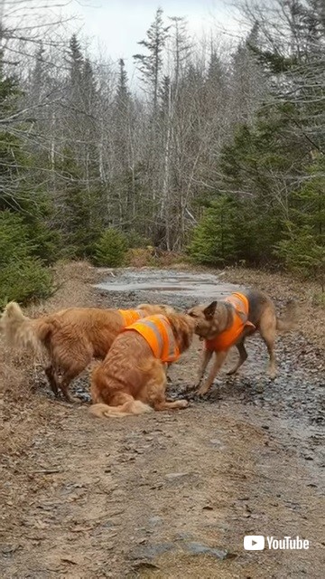 必死に引っ張る大型犬